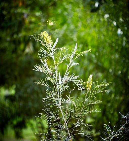 酒店 Birdsong Bellingen Farm