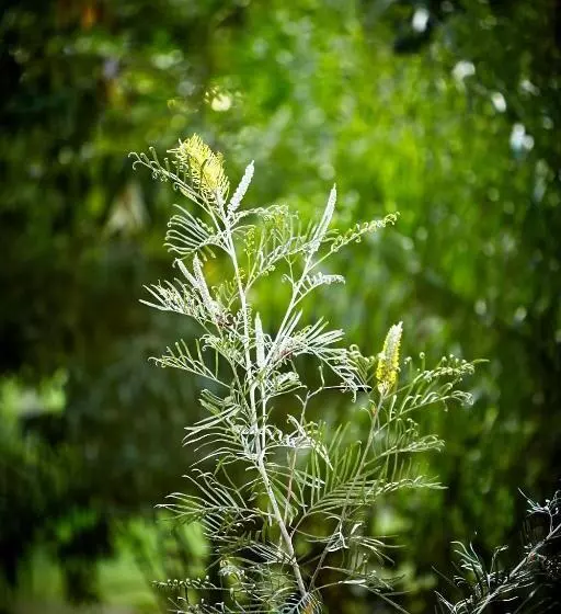 ホテル Birdsong Bellingen Farm