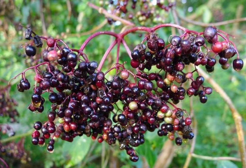 호스텔 Lilla Trulla Gårdshotell Feels Like Home