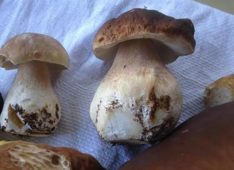 Retkeilymaja Lilla Trulla Gårdshotell   Feels Like Home