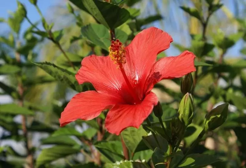 Majatalo La Kasbah Aalma D'or