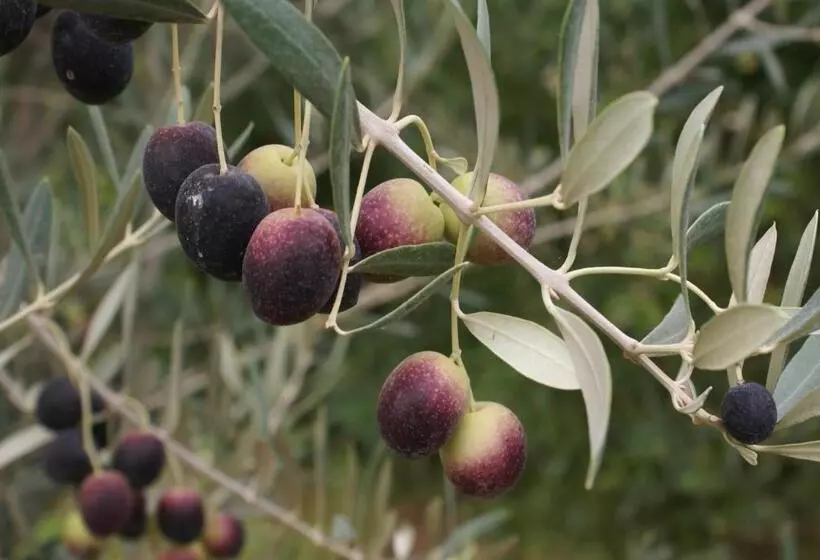 Majatalo La Kasbah Aalma D'or