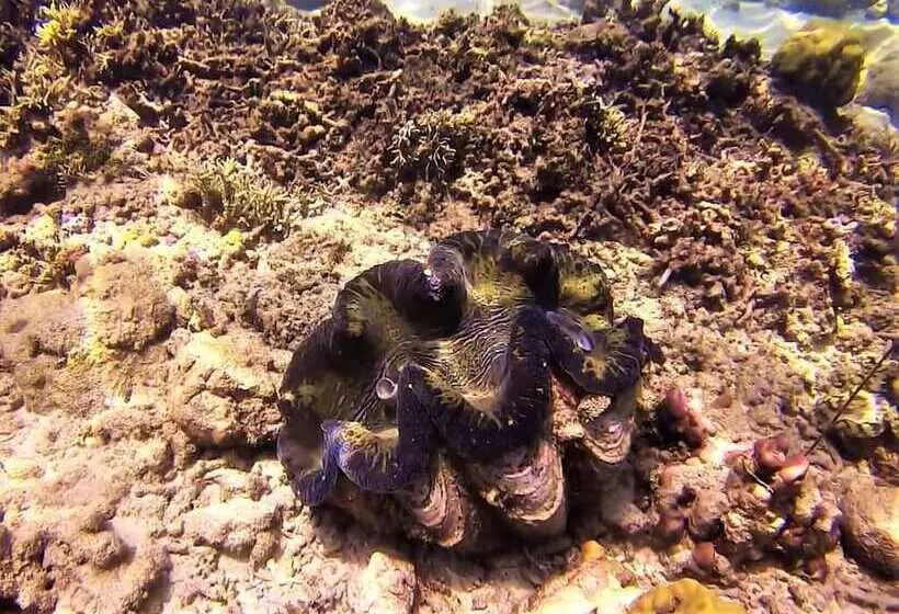 リゾートホテル Casa Amihan