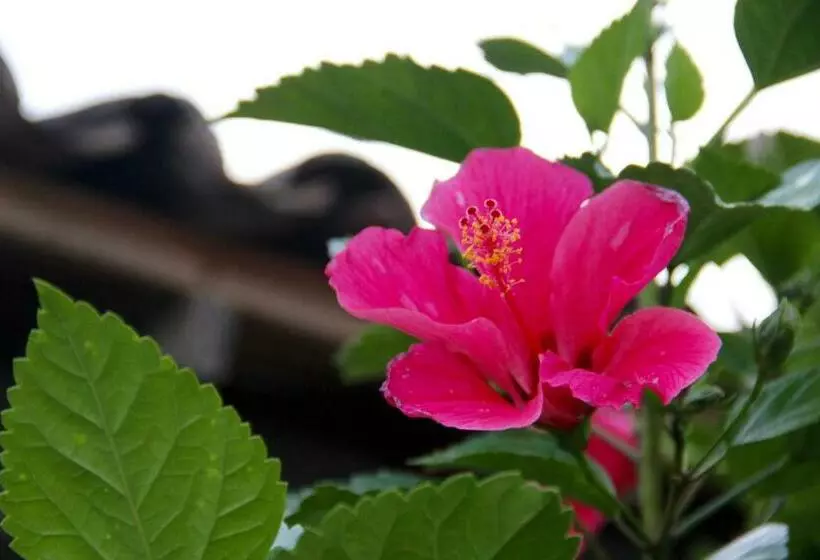 ベッドアンドブレックファースト Hostal Mi Castillo