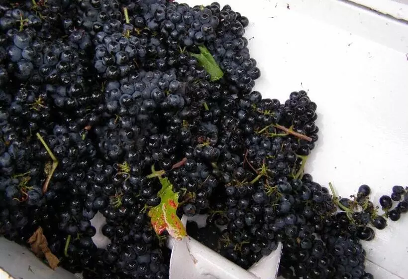 Aamiaismajoitus (B&B) Villa Vinica