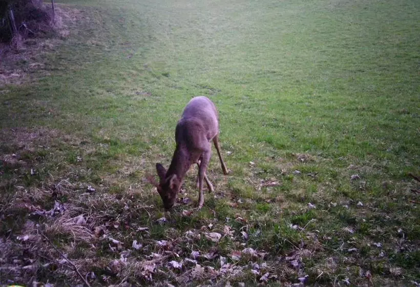 ペンション Forellenwirt Bacher