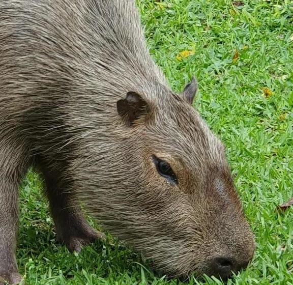 Pensione Jardim Da Amazônia Lodge