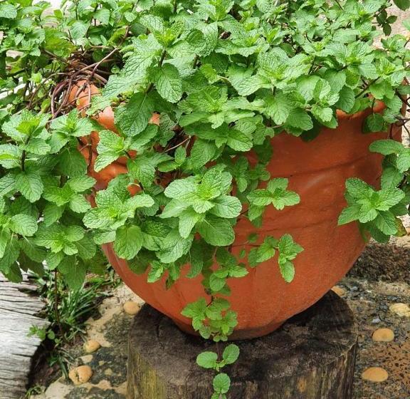 Pensione Jardim Da Amazônia Lodge