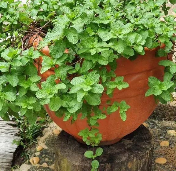 Majatalo Jardim Da Amazônia Lodge