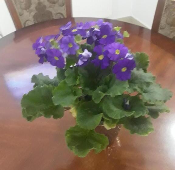 ペンション Vila Nicoleta