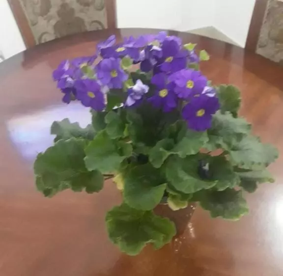 ペンション Vila Nicoleta