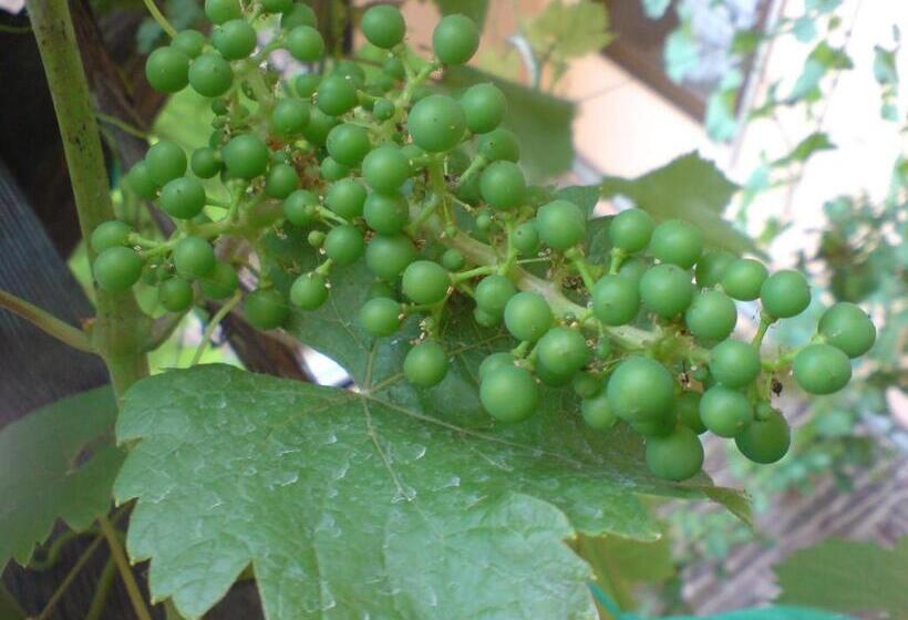 פנסיון Weingut Gästehaus Karl Otto Nalbach