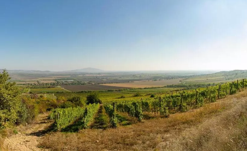 Aamiaismajoitus (B&B) Angyal Borászat és Panzió