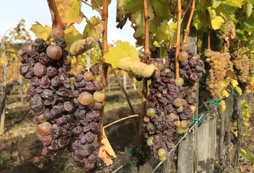 Aamiaismajoitus (B&B) Angyal Borászat és Panzió