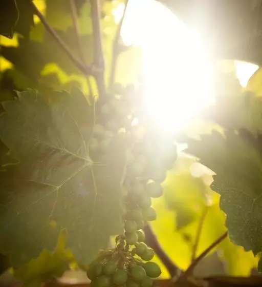 Aamiaismajoitus (B&B) Angyal Borászat és Panzió