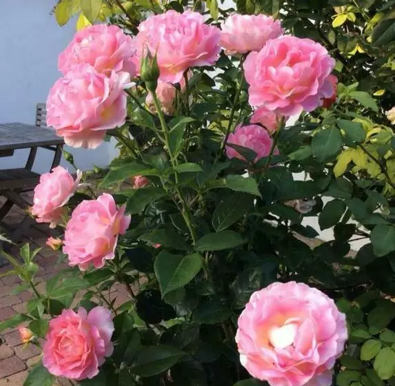 Aamiaismajoitus (B&B) La Maison D'artgile