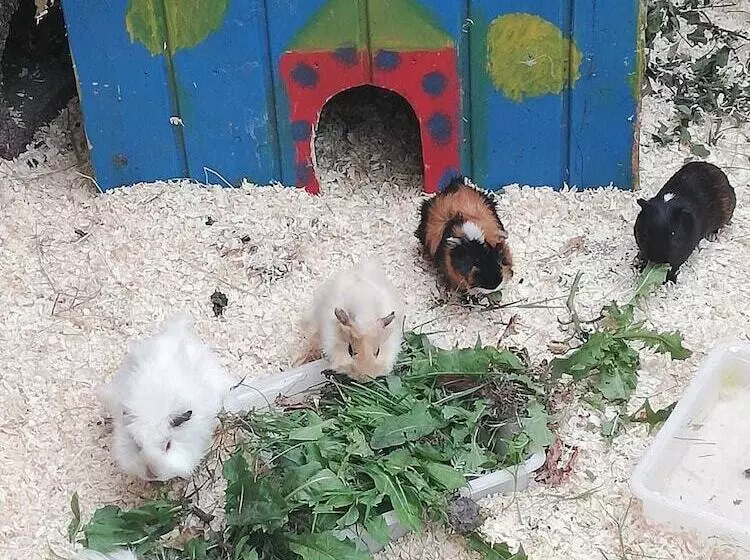 ホテル Landhaus Pfahlershof