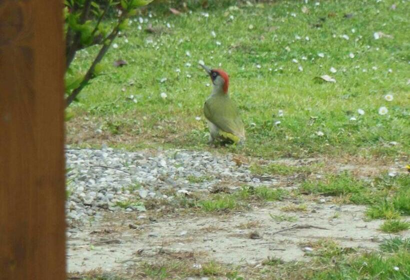 צימר Al Pic De Corone