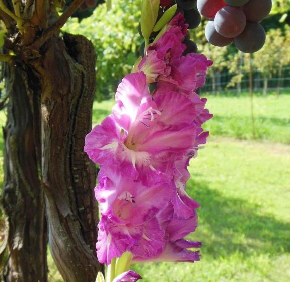 צימר Al Pic De Corone