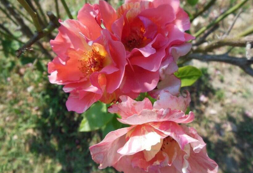 צימר Al Pic De Corone