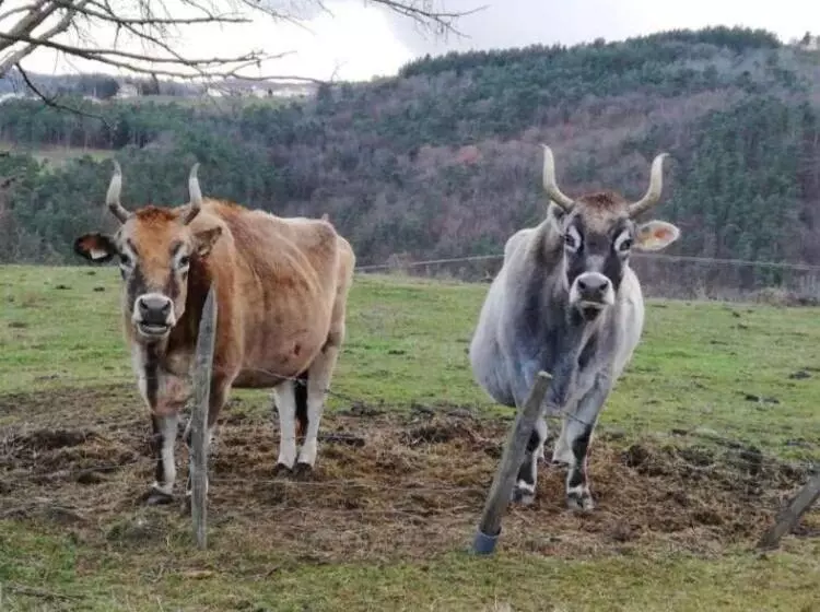 ベッドアンドブレックファースト La Ferriere