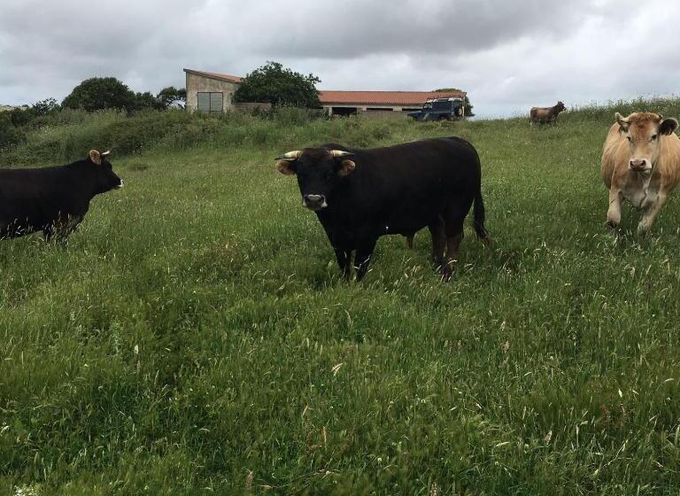 בית מלון כפרי Agriturismo Montealma