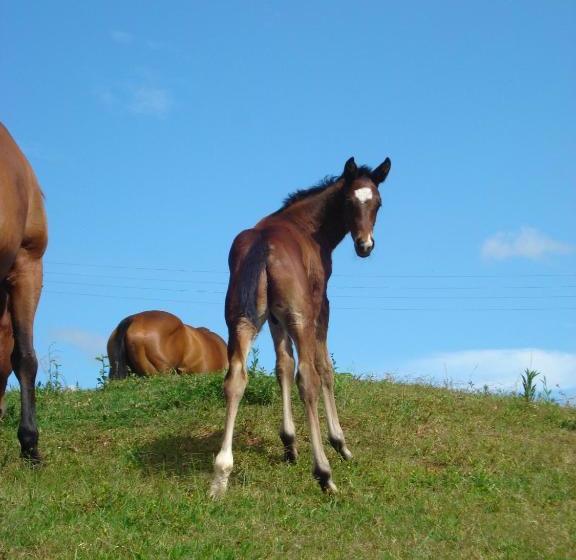 Hotelli Cbr Equine Cottage