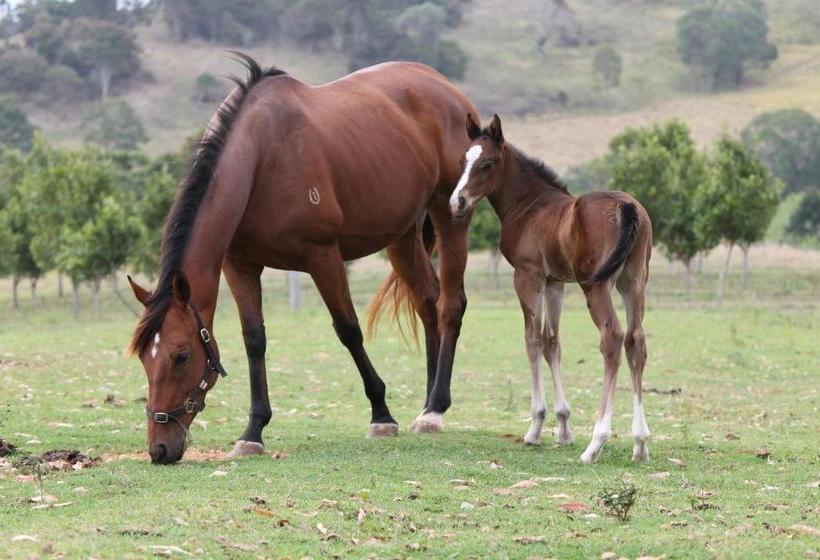 Hotelli Cbr Equine Cottage