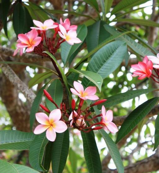 Hotelli Cbr Equine Cottage