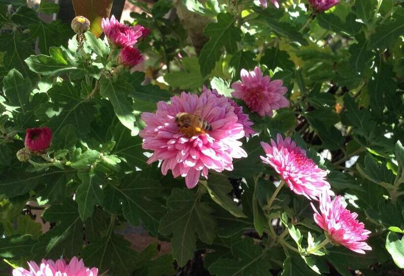 ホテル La Pietra Antica O' Munti