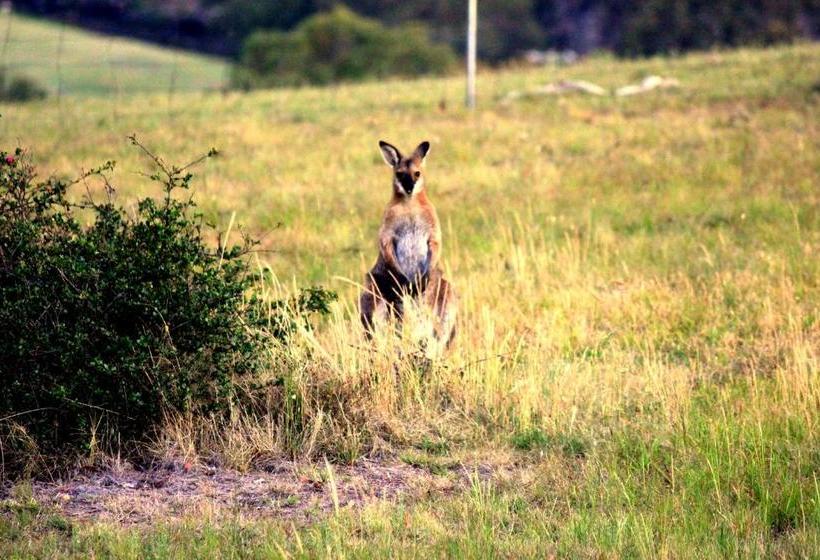 Отель Waterfall Way Farmstay
