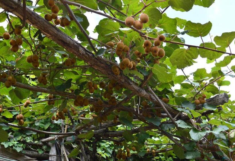 Отель Agriturismo E Turre