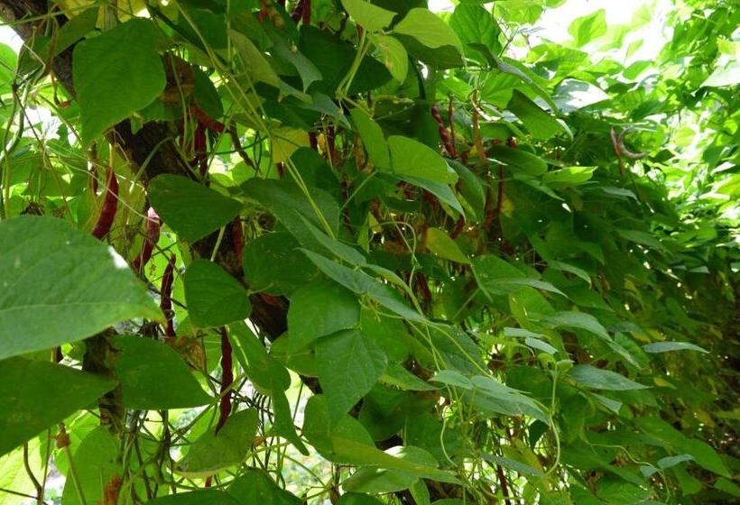 Отель Agriturismo E Turre