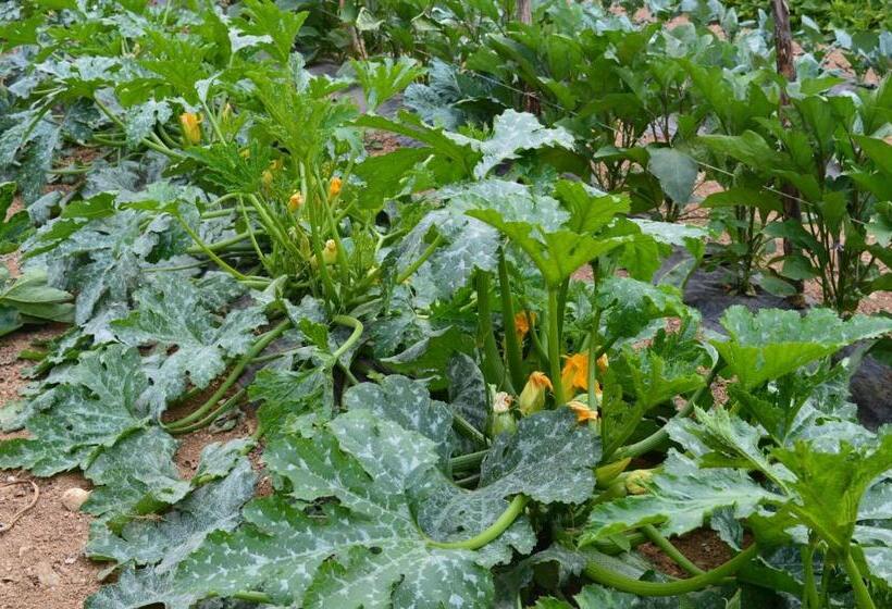 Отель Agriturismo E Turre