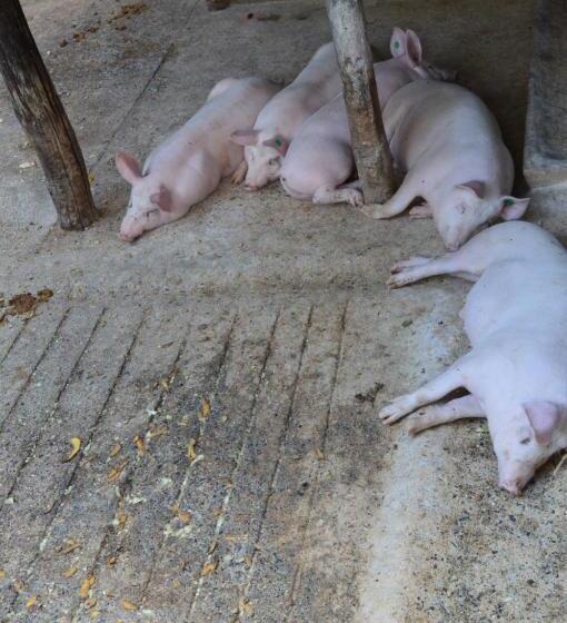 Отель Agriturismo E Turre