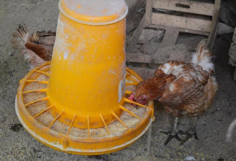 Отель Agriturismo E Turre