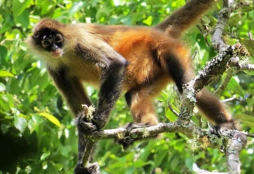 فندق Talamanca Nature Reserve