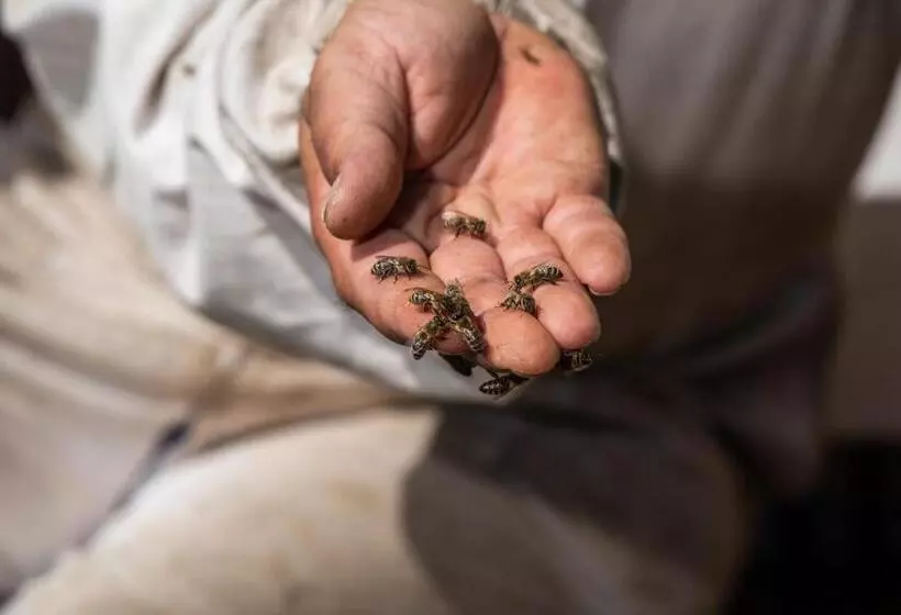 Majatalo Mézes Vendégház és Apiterápiás Központ