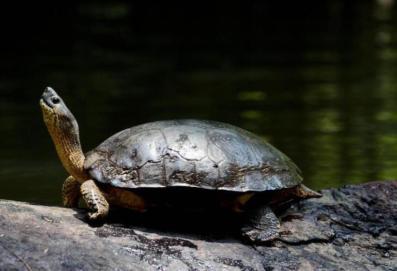 호텔 Evergreen Lodge