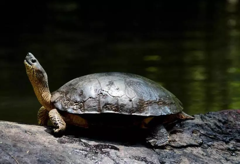 ホテル Evergreen Lodge