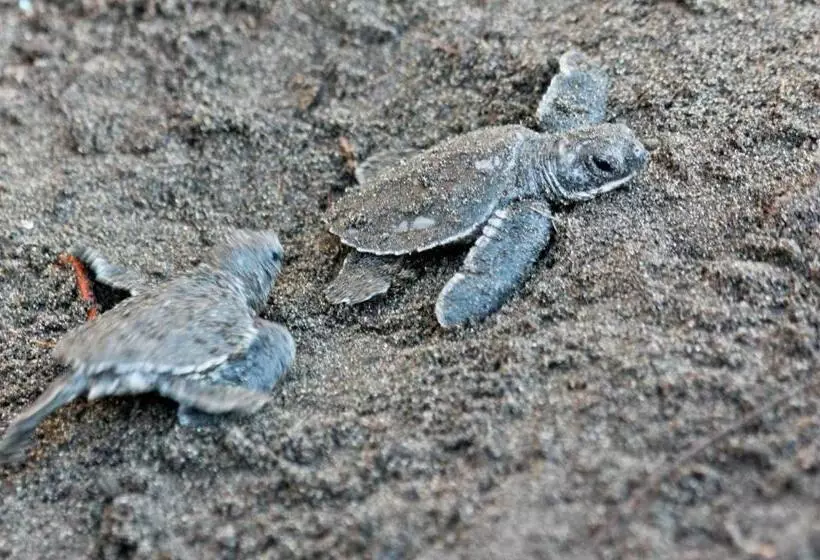 ホテル Evergreen Lodge