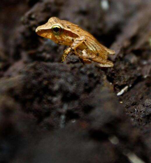 호텔 Evergreen Lodge