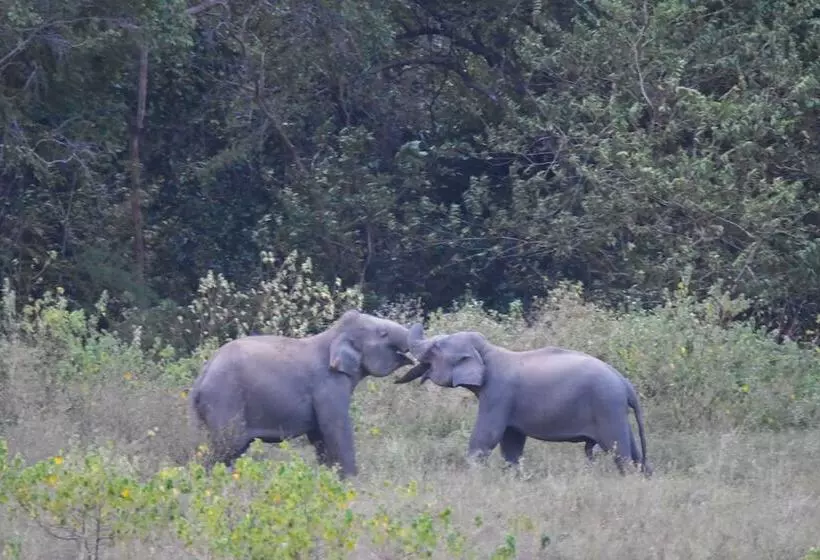Hotelli Explorer By Eco Team  Gal Oya National Park