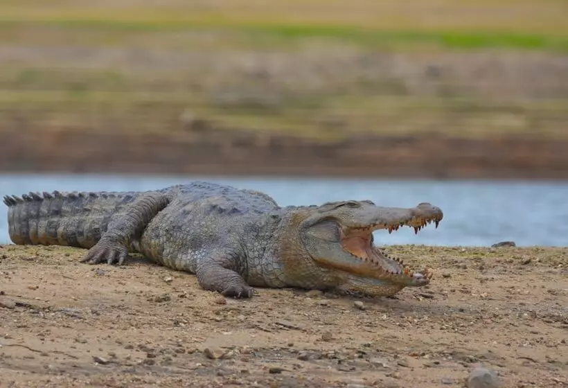 Hotelli Explorer By Eco Team  Gal Oya National Park