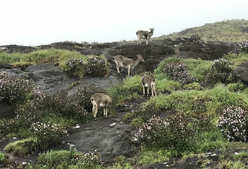فندق Mehakira Holiday Inn