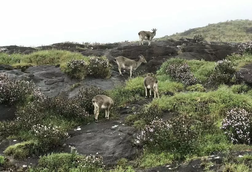 Hotelli Mehakira Holiday Inn