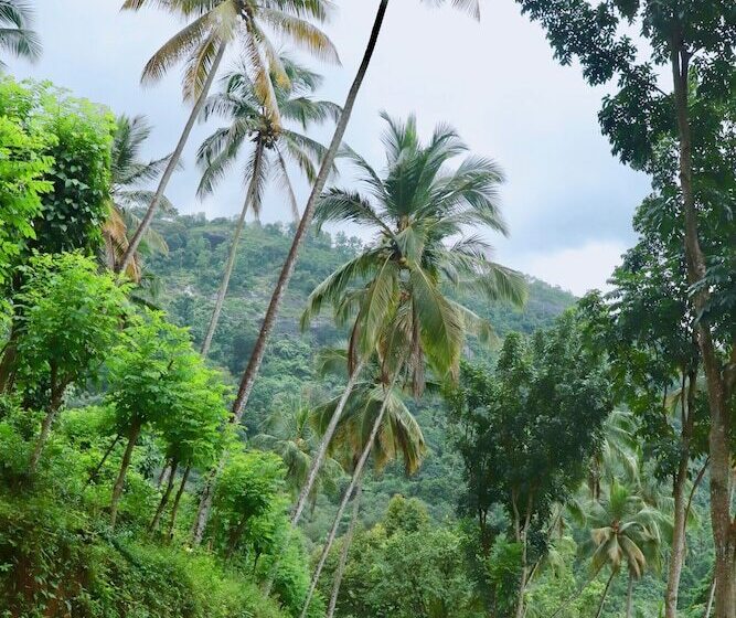 Hotel Paradise Eco Garden