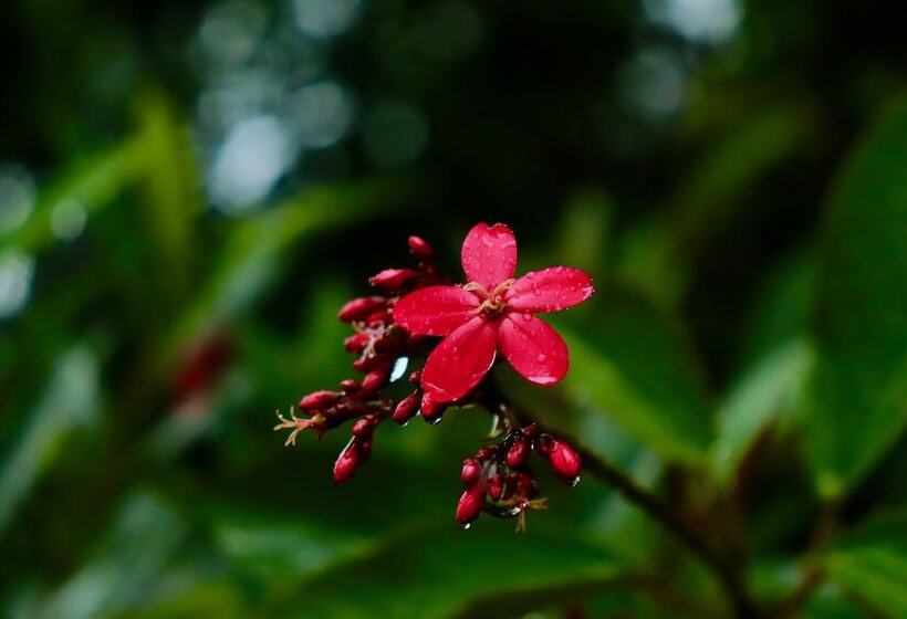 Hotel Paradise Eco Garden