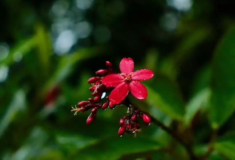 Hotelli Paradise Eco Garden