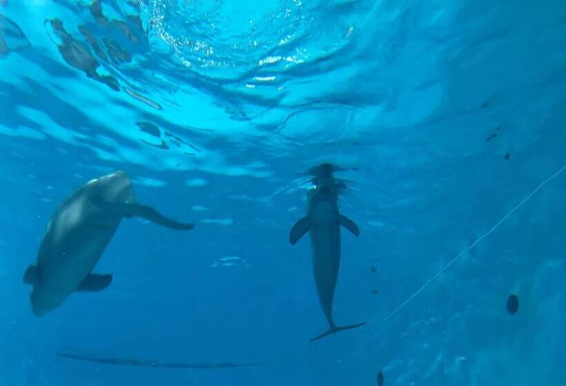 膳宿费 Miyajima Machiya Hotel Shiomachi An